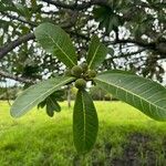 Ficus obtusifolia Плід