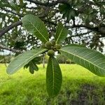 Ficus obtusifolia Fruit