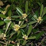 Pittosporum gatopense Vivejo