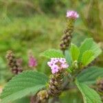 Lantana trifolia Flower