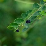 Phyllanthus reticulatus Fruit