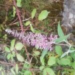 Buddleja japonicaFlower