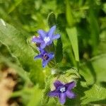 Anchusa officinalisKwiat