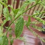 Verbena urticifolia Leaf