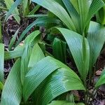 Curculigo capitulata Leaf