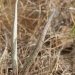 Caralluma burchardii Plod