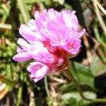 Armeria alpina Other