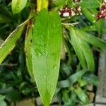 Oncidium spp. Leaf