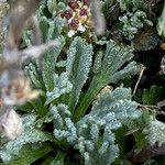 Artemisia genipi Leaf