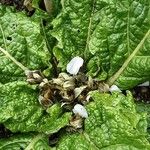 Mandragora officinarum ᱥᱟᱠᱟᱢ