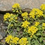 Alyssum alpestre Yeri