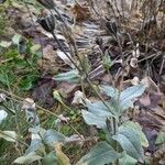 Lychnis coronaria Blatt