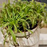 Drosera capensis Blad