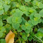 Chrysosplenium oppositifoliumFulla