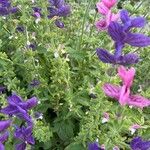 Salvia viridisFlor