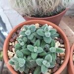 Delosperma echinatum List