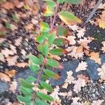 Hypericum beanii Likasa