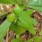 Smilax glauca ഇല