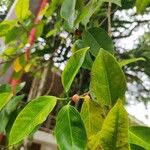 Ficus microcarpa पत्ता