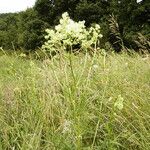 Thalictrum lucidum Blodyn