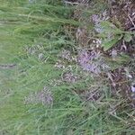 Poa pratensis Bleunienn