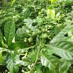 Leptactina arborescens Blatt