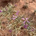 Zilla spinosa Flower