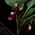 Impatiens niamniamensis Flower