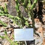 Euphorbia hamata 葉