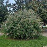 Calliandra tweediei Leaf