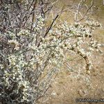 Eriogonum plumatella Bark