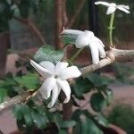 Jasminum sambac Blomma