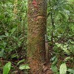 Tetraberlinia bifoliolata Rinde