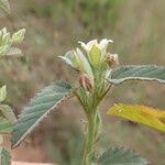 Sida alba Flower