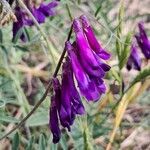 Vicia eriocarpa Blodyn