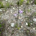 Nuttallanthus canadensis Flor