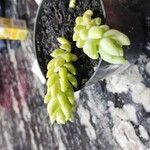 Sedum morganianum पत्ता