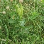 Asclepias viridis Kukka