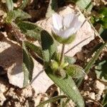 Cerastium dichotomum Leaf