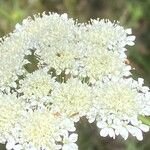 Oenanthe pimpinelloides Fleur