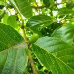 Bridelia micrantha Fruit