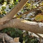 Salix eleagnos പുറംതൊലി