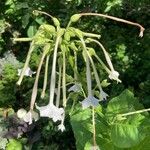 Nicotiana sylvestris Blomma