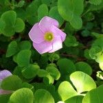 Oxalis purpureaKvět