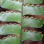 Adiantum vogelii Leaf