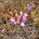 Alstroemeria pulchra Flor