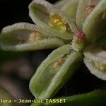 Callipeltis cucullaris Flower