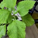 Plectranthus fruticosus Blatt