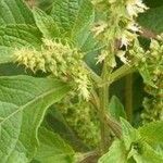 Ocimum gratissimumLeaf