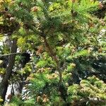 Cunninghamia lanceolata Лист